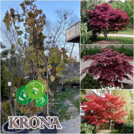 Саджанці купити Клен пальмолистий (Acer palmatum) "Red Emperor" /Н 240 см/контейнер C35 L