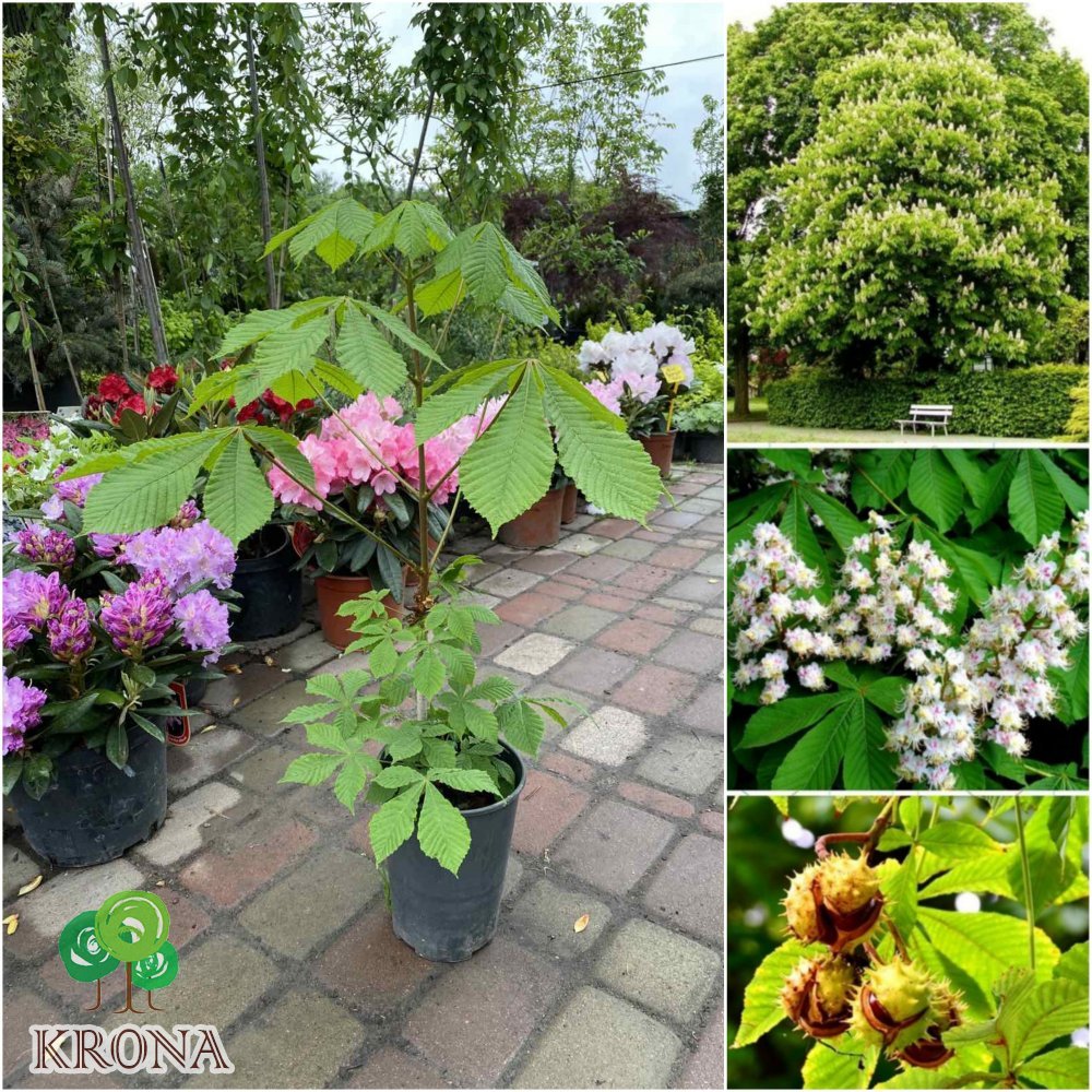 Саджанці купити Каштан кінський (Aesculus) /Н 50 см+/ контейнер