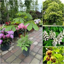 Каштан кінський (Aesculus) /Н 50 см+/ контейнер