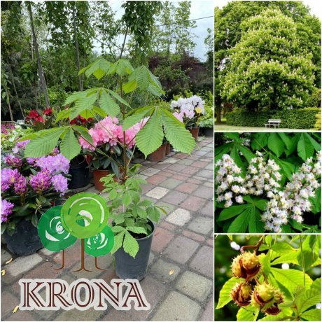 Саджанці купити Каштан кінський (Aesculus) /Н 50 см+/ контейнер