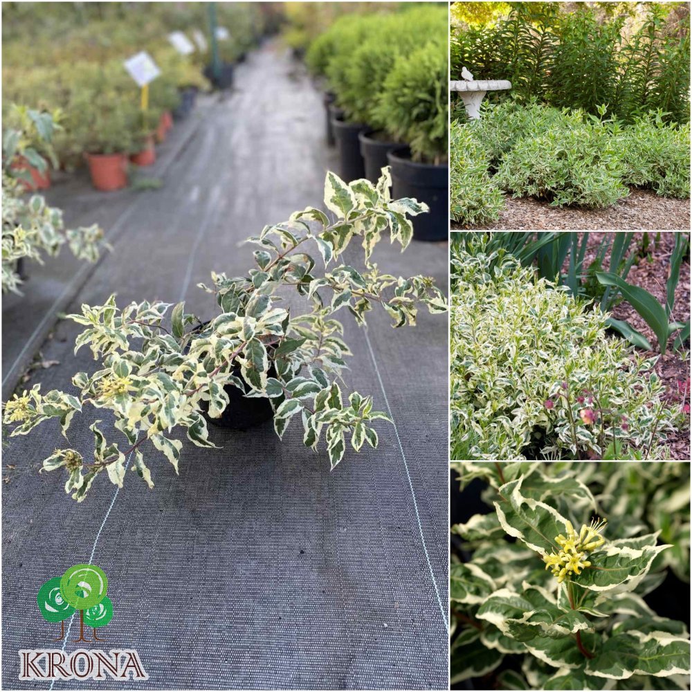 Саджанці купити Дієрвілла сидячолиста (Diervilla sessilifolia) "Cool Splash" / контейнер С5 L