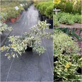 Дієрвілла сидячолиста (Diervilla sessilifolia) "Cool Splash" / контейнер С5 L