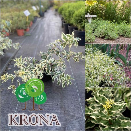 Саджанці купити Дієрвілла сидячолиста (Diervilla sessilifolia) "Cool Splash" / контейнер С5 L