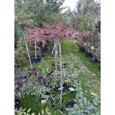 Саджанці купити Дзельква японська (Zelkova Serrata) "Variegata"/Stam 100-120 см/контейнер С5 L