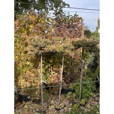 Саджанці купити Ліквідамбар смолоносний (Liquidambar styraciflua) шпалера / Н 200х120 см / контейнер 100 L