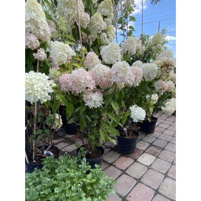 Саджанці купити Гортензія волотиста "Меджикал Світ Саме"/ (Hydrangea paniculata) "Magical Sweet Summer"/ контейнер С3  L