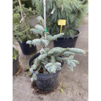 Саджанці купити Ялиця високоросла (Abies Procera) "Glauca"/H 30-40 см/контейнер С5 L
