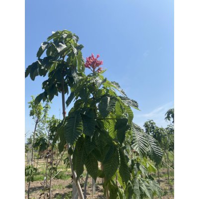 Саджанці купити Каштан кінський м'ясо-червоний (Aesculus carnea) "Briotii" /Н 170-200 см+/НО 10-12см/ ком