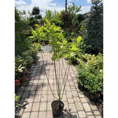 Саджанці купити Дерен білий (Cornus alba) "Gouchaultii" /Н 100 см+/контейнер C5 L