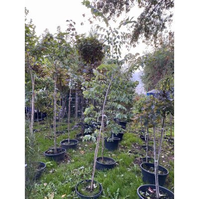 Саджанці купити В'яз малий (Ulmus minor) "Argenteovariegata" /Н 300 см/контейнер С7.5 L