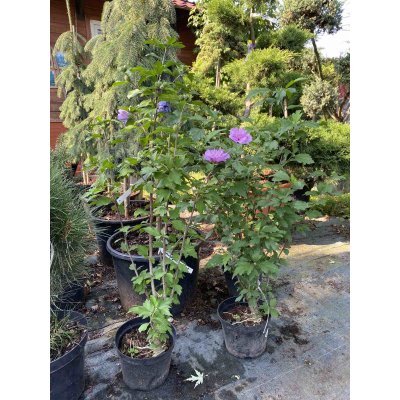 Саджанці купити Гібіскус сирійський "Ardens"/Н 80-90 см / контейнер С5