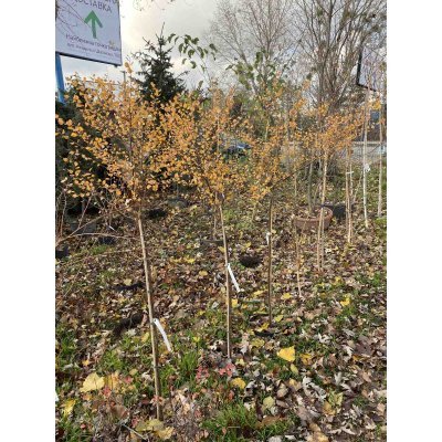 Саджанці купити Береза карликова (Betula nana) "Golden Treasure"/Stam 100-120 см/контейнер С25 L