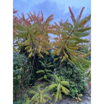 Саджанці купити Сумах оленерогий /Оцтове дерево (Rhus typhina) /Н 200 см/ ком