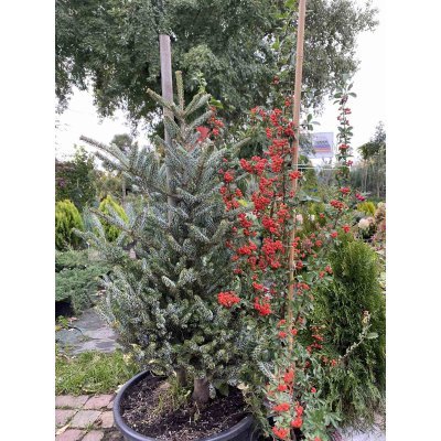 Саджанці купити Ялиця корейська (Abies koreanа) "Silberlocke" / H 95-100 см / ком