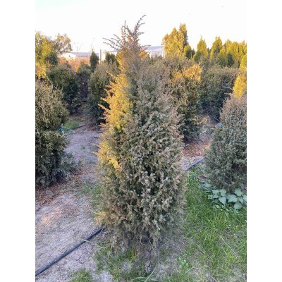 Саджанці купити Ялівець звичайний "Gold Cone" / H 90 см / ком