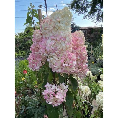 Саджанці купити Гортензія волотиста "Ваніла Фрайз"/ (Hydrangea paniculata) "Vanille-Freise" / контейнер С 7.5 L