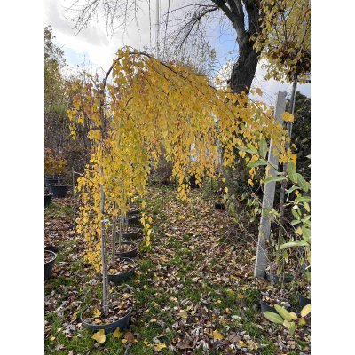 Саджанці купити Береза повисла (Betula pendula) "Tristis"/Н 200 см/ контейнер С35 L
