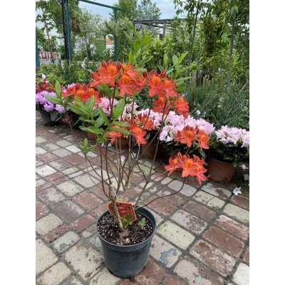 Саджанці купити Азалія великоквіткова (Rhododendron hybrid) "Tunis"/Н 60-70 см/контейнер С5 L
