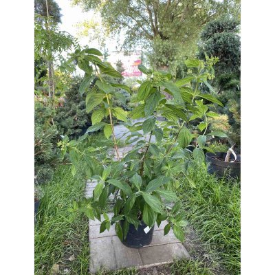 Саджанці купити Гортензія волотиста  (Hydrangea paniculata) "Confetti"/Н 40-60 см/контейнер С5 L