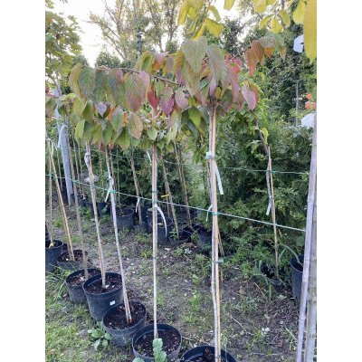 Саджанці купити Калина складчаста (Viburnum plicatum) "Cascade"/Stam 120-140 см/контейнер C12 L