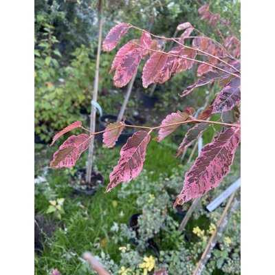 Саджанці купити Дзельква японська (Zelkova Serrata) "Variegata"/Stam 100-120 см/контейнер С5 L