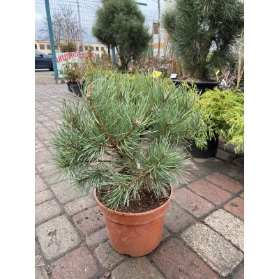 Саджанці купити Сосна звичайна (Pinus sylvestris) "Chantry Blue" / H 40-60 см / контейнер С5 L