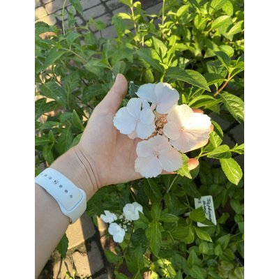 Саджанці купити Гортензія (Hydrangea) "Runaway Bride"/Н 50-60 см/контейнер С 10 L