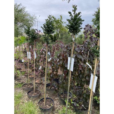 Саджанці купити Ясен звичайний (Fraxinus excelsior) "Crispa"/Stam 100-120 см/Н 140-150 см/контейнер С12 L