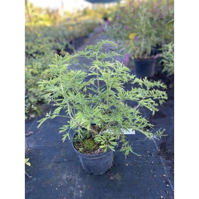 Саджанці купити Бузина чорна (Sambucus nigra) "Golden Tower"/H 30-40 см/контейнер C5 L