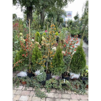 Саджанці купити Пираканта (Pyracantha) "Orange Glow" / контейнер C10 L