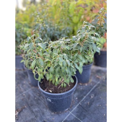Саджанці купити Форзиція проміжна (Forsythia intermedia) "Mikador"/контейнер С5 L