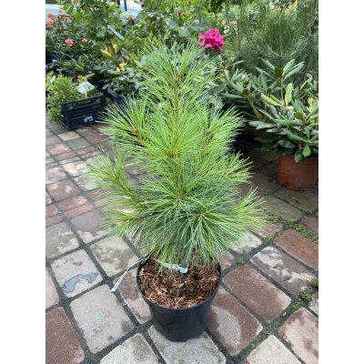 Саджанці купити Сосна гімалайська / Гріффіта (Pinus wallichiana / Griffithii) / Н 30-40 см / контейнер C5 L
