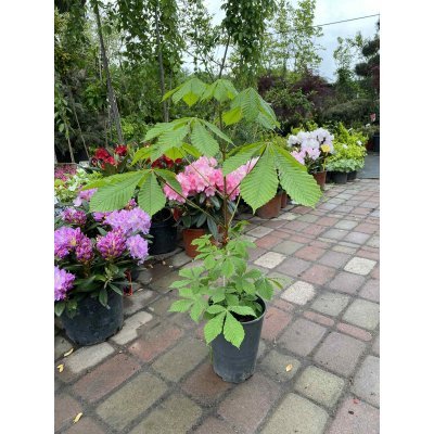 Саджанці купити Каштан кінський (Aesculus) /Н 50 см+/ контейнер