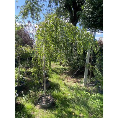 Саджанці купити Береза повисла (Betula pendula) "Tristis"/Н 200 см/ контейнер С35 L