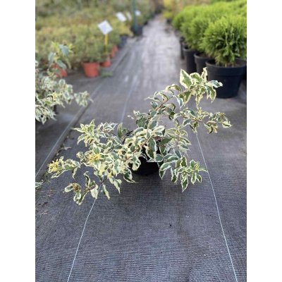 Саджанці купити Дієрвілла сидячолиста (Diervilla sessilifolia) "Cool Splash" / контейнер С5 L