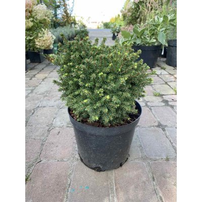 Саджанці купити Ялина звичайна (Picea abies) "Little Gem"/контейнер С5 L