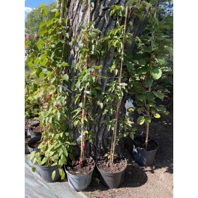 Саджанці купити Актінідія коломікта (Actinidia kolomikta) "Zakarpacie"/ контейнер С7.5 L