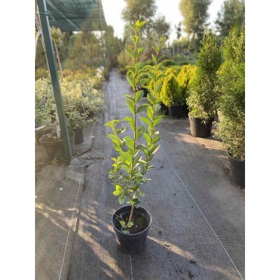 Саджанці купити Бірючина овальнолистова (Ligustrum ovalifolium)/контейнер C5 L