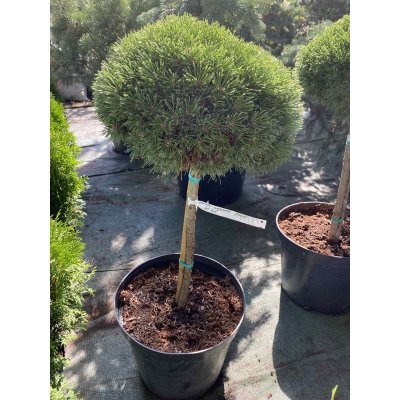 Саджанці купити Сосна гірська (Pinus mugo) "Mops"/Stam 40-60 см/контейнер С15