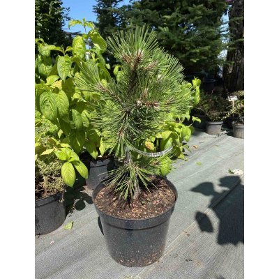 Саджанці купити Сосна Гельдрейха (Pinus heldreichii) "Compact Gem"/H 50-60 см/контейнер