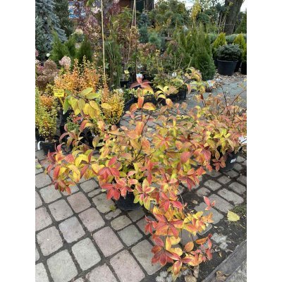 Саджанці купити Гортензія (Hydrangea) "Runaway Bride"/Н 50-60 см/контейнер С 10 L