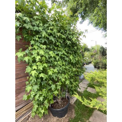 Саджанці купити Ліквідамбар смолоносний (Liquidambar styraciflua) шпалера / Н 200х120 см / контейнер 100 L