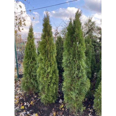 Саджанці купити Туя західна "Смарагд" (Thuja occidentalis) "Smaragd" /H  180-200 см / ком