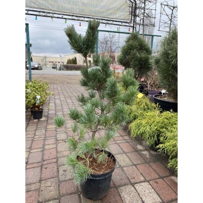 Саджанці купити Сосна дрібноквіткова (Pinus parviflora) "Tempelhof"/Н 120-140 см/контейнер
