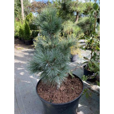 Саджанці купити Сосна кедрова / європейська (Pinus cembra) / Н 65 см / контейнер