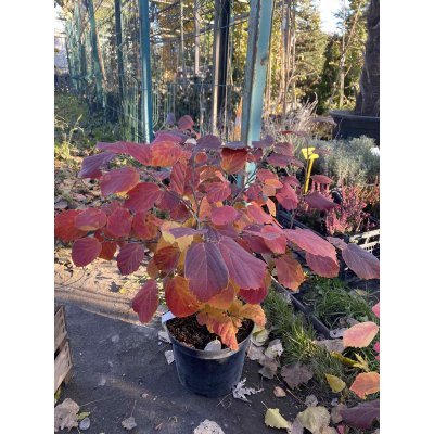 Саджанці купити Фотергіла середня (Fothergilla intermedia) "Red Licorice" /Н 60 см/ контейнер С7 L