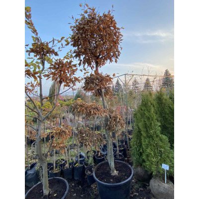 Саджанці купити Граб звичайний (Carpinus betulus) ниваки /Н 200-250 см/кому