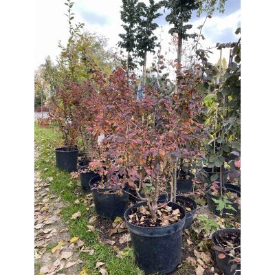 Саджанці купити Вишня японська (Prunus incisa) "Kojou-no-mai"/Н 70-80 см/контейнер С7.5 L
