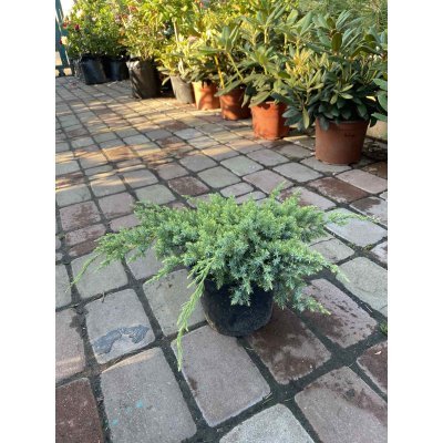 Саджанці купити Ялівець лускатий (Juniperus squamata) "Dream Joy"/контейнер С3 L