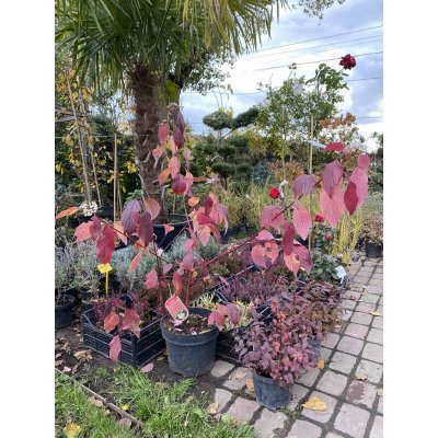Саджанці купити Дерен білий (Cornus alba) "Siberian Pearls"/H 80-100 см/контейнер С7.5 L